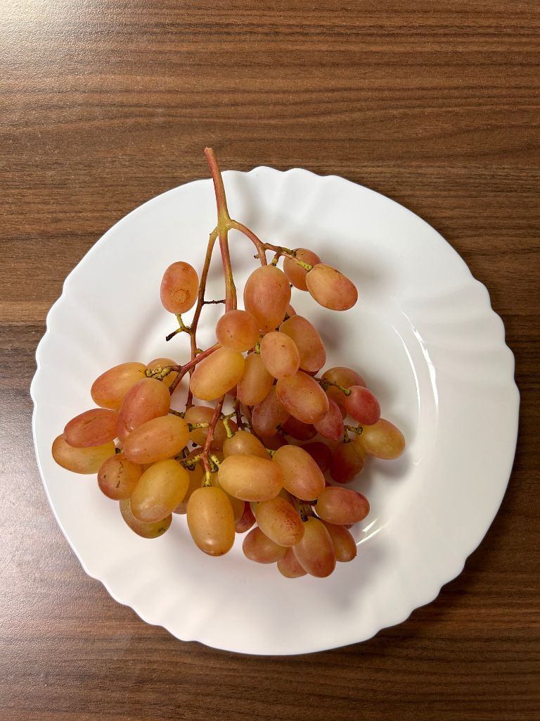 Jubilej Novocerkaska grape variety
