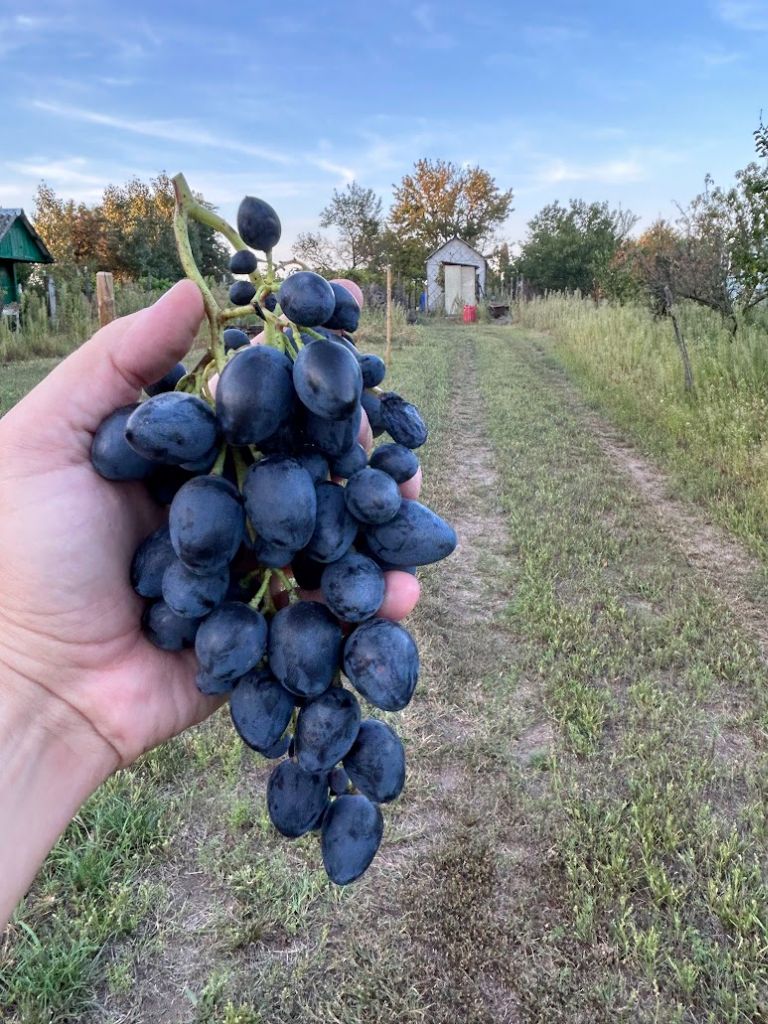 Nadezhda Azos grape variety